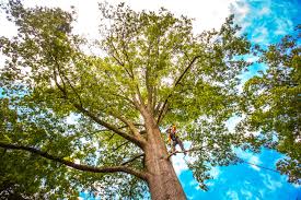 Best Tree Removal  in Clifton, TX