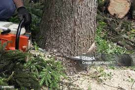 Tree and Shrub Care in Clifton, TX