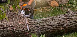 Best Fruit Tree Pruning  in Clifton, TX