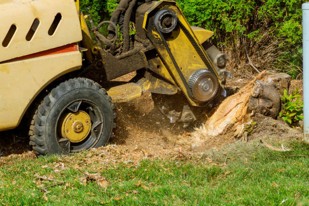 Best Tree Cabling and Bracing  in Clifton, TX