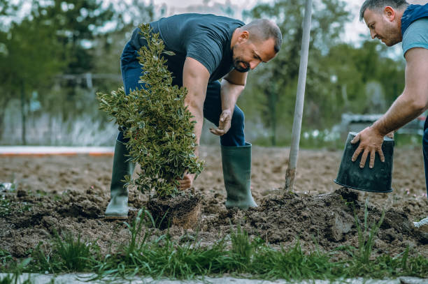 Best Lawn Irrigation Installation and Maintenance  in Clifton, TX