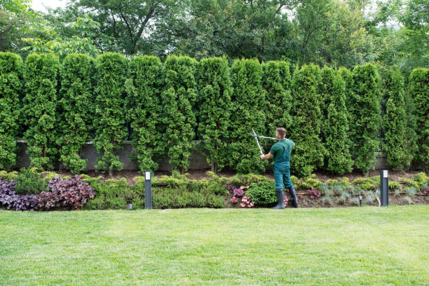 Best Commercial Tree Services  in Clifton, TX