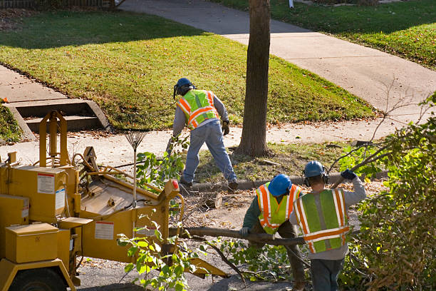 Best Organic Lawn Care Solutions  in Clifton, TX