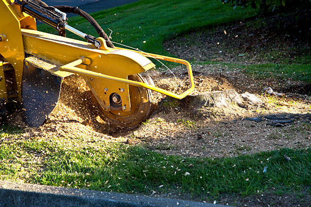 Best Leaf Removal  in Clifton, TX