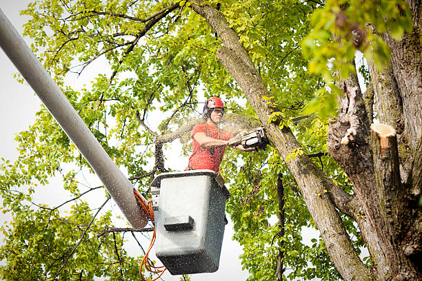 How Our Tree Care Process Works  in  Clifton, TX